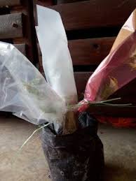 Belajar Tanam Pokok Pokok Bunga Kertas Kertas Bunga Kertas Tanaman