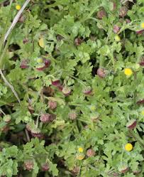 Image result for Grangea