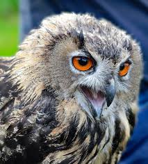 Buho Real Lechuza Ave Foto Gratis En Pixabay La lechuza animal rapaz nocturno ✅ con su cara en forma de corazón, entérate de todo los la lechuza es un ave nocturna que se considera un mal presagio para los que creen en los mitos que se. pixabay