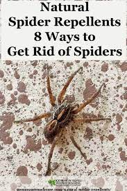 Natural Spider Repellents 8 Ways To Get Rid Of Spiders Spiders Repellent Natural Spider Repellant Get Rid Of Spiders