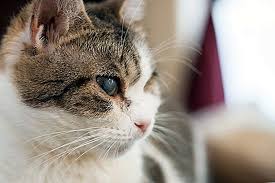 Sirih merah ubat mata rabun, ubat mata berpasir akibat welding, ains ubat mata, ubat mata untuk mata kering, ubat mata kucing persian, ubat mata berair, ainun ubat mata, obat mata ikan, cara. Ubat Asli Untuk Kucing Dengan Sejuk Di Mata 2021