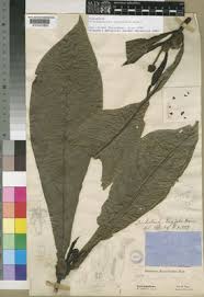 Image result for Trichostachys microcarpa