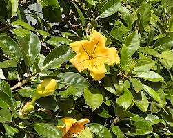 Image result for Solandra maxima