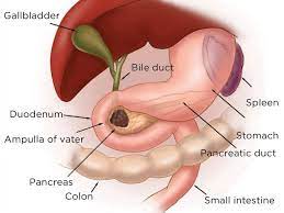 These include pancreatic cysts or pancreatitis. Olaparib For Pancreatic Cancer With Brca Mutations National Cancer Institute