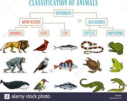 classification of animals reptiles amphibians mammals birds