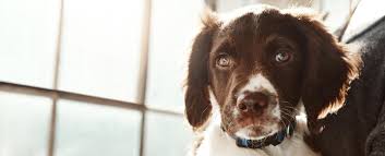 The puppy contract has been designed to help you demonstrate that you are a responsible puppy breeder by setting yourself apart from those whose breeding methods don't meet the welfare needs of all the dogs involved. The Puppy Contract For Responsible Puppy Breeding And Buying