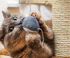 Looking for veterinary care & boarding in toledo, oh? Veterinarian In Toledo Oh West Suburban Animal Hospital