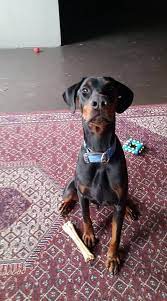 Doberman Pinscher Dog For Adoption In Buffalo Mn Adn 815783 On Puppyfinder Com Gender Male Age Young Doberman Pinscher Doberman Pinscher Dog Doberman Dogs