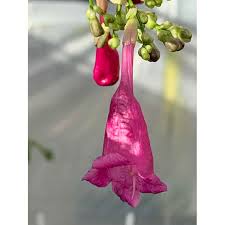 Image result for Strobilanthes hamiltoniana