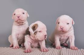 Anyone else have this mix? Portrait Of Three American Bulldog Puppies Stock Photo