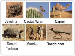 Habitats Desert Desert Animals Desert Animals Activities Animal Planet