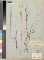 Image result for Digitaria pseudodiagonalis