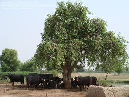 Image result for Cordia pilosissima