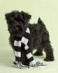 Black And White Schnauzer Pictures Pin By Affenpinscher On Dogs Miniature Schnauzer Puppies Schnauzer Puppy Miniature Schnauzer