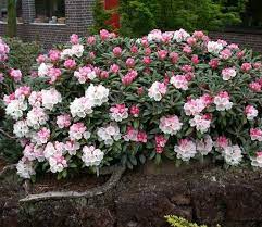 The yaku prince rhododendron will grow best in full sun in zone 4, with a little shade from morning sun in winter. Yaku Princess Rhododendron New Life Nursery