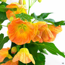 Image result for Abutilon englerianum