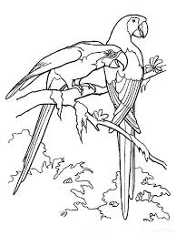 Macau Bird Rainforest Coloring Page Download Sketch Coloring Page In 2020 Bird Coloring Pages Animal Coloring Pages Online Coloring Pages