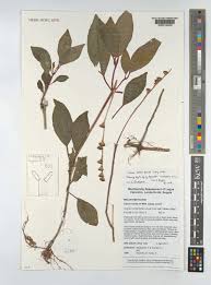 Image result for Calvoa