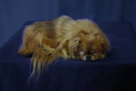 See full list on petrelocation.com Pet Taxidermy Cost Animal Family Pet Preservation