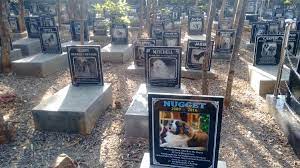 Other options besides cremation are home burial and pet cemetery burial. Animals Have Their Own Crematorium In Bengaluru But Shortage Of Funds Pose A Problem The News Minute