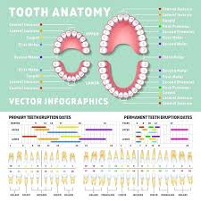 Orthodontist Human Tooth Infographic Infographic Templates