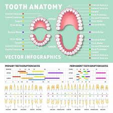 Orthodontist Human Tooth Infographic Infographic Templates