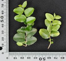 Image result for Dovyalis hispidula