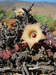 Image result for Huernia levyi