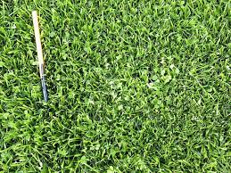 How To Grow Microclover Eartheasy Guides Articles Lawn Alternatives Clover Lawn Grass Alternative