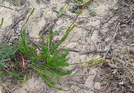 Image result for Hebenstretia dentata