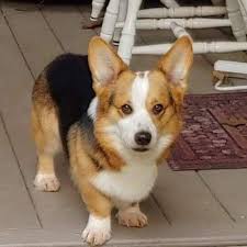 California corgi puppies sale for sale puppy breeder. California Corgi Farm Home Facebook