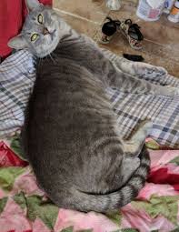 A cat adoption is a center where you adopt shelter cats. Cat For Adoption Mr Grey A Russian Blue Tabby Mix In Dallas Tx Petfinder