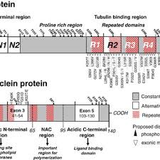 Hong kong baptist university (hkbu) is a publicly funded tertiary liberal arts institution with a christian education heritage. Pdf Alpha Synuclein And Tau Teammates In Neurodegeneration