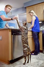Buyer interest has surged in parts of regional australia as the coronavirus. A History Of Big Cats As Another Maine Coon Becomes The World S Longest Feline Guinness World Records