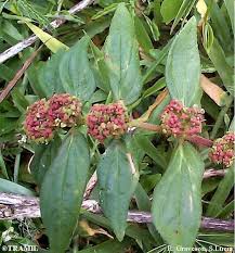 Image result for Euphorbia hirta