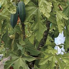 Image result for Carica papaya