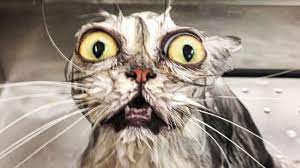 Funniest Cats And Dogs Awesome Funny Pet Animals Life Video Funny Cats And Dogs Cats Funny Animals
