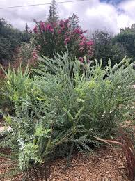 Image result for Acacia kamerunensis
