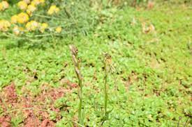 We did not find results for: An Orchid That Appears To Be Extinct In The Uk Found On The Roof Of A Bank In London London News Time