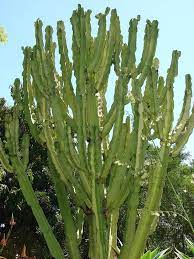 Plantasonya Photos From Plantasonya S Post Euphorbia Ammak Organic Gardening Magazine Euphorbia