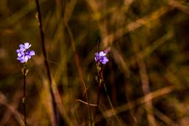 Image result for Neocussonia umbellifera