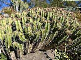 Image result for Euphorbia espinosa