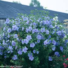 There are lots of blue flowers and blue fruit, and trees with blue bark are not that uncommon, so i. Blue Chiffon Rose Of Sharon Hibiscus Syriacus Proven Winners