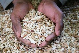 Image result for Sclerocarya