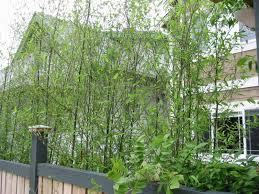 Maybe you'll get lucky enough to find one of the black bamboo species and bring it into your landscape. Black Bamboo Landscaping Givdo Home Ideas Bamboo Landscaping Ideas