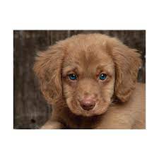 Puppies Cocker Spaniel And Golden Retriever Mix Awww Cute Animals Pets Golden Cocker Retriever