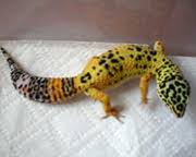 leopard gecko morphs and genetic traits