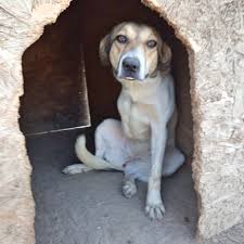 Er wurde von der straße gerettet, wo er von den dorfbewohnern nicht gut behandelt wurde wir von „ herz für griechische pfoten , möchten speziell privaten tierschützer/innen in griechenland bei notfällen helfen. Unsere Hunde Tiere In Not Griechenland E V