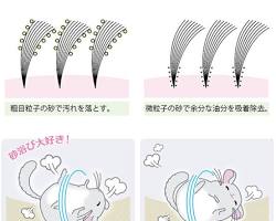 チンチラが砂浴びをしている様子の画像