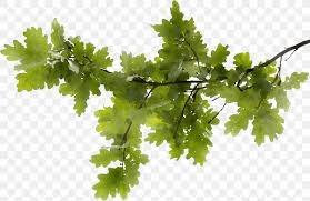 Sam Trimmer Tree Services Heritage Lace Mode Crochet Hanging Basket Fila Heritage Png 2499x1623px Lace Branch 1210 x 1210 jpeg 132 кб. favpng com